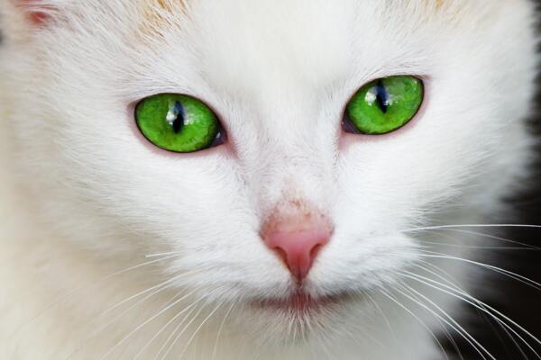 绿眼睛的白猫