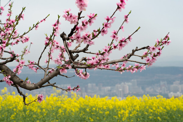 桃花