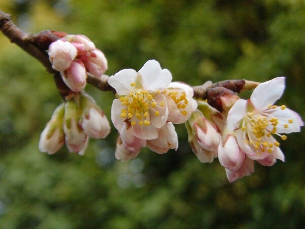 櫻桃花圖片