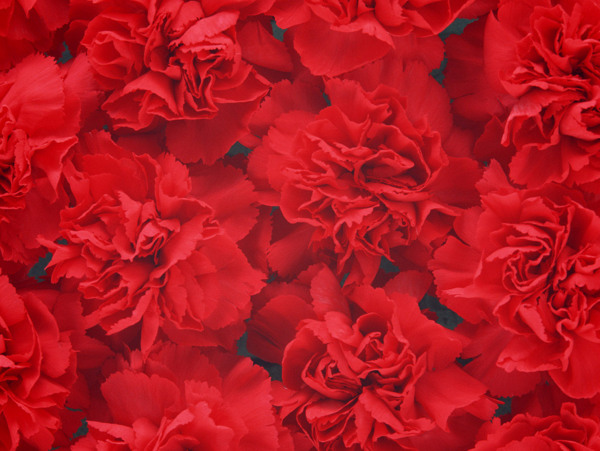 红色康乃馨背景图片