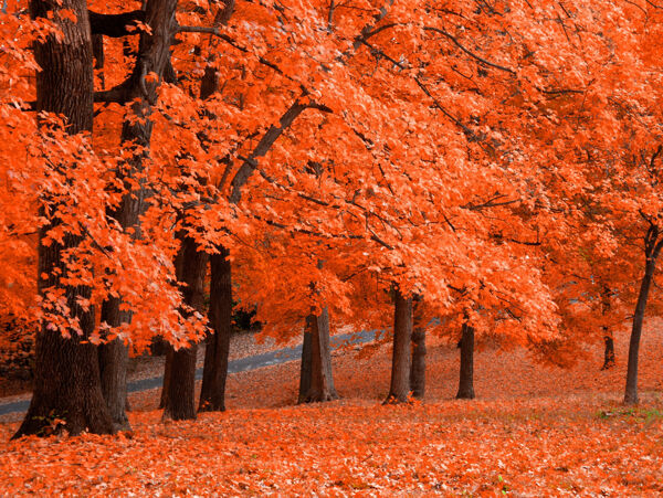 紅色楓葉林圖片