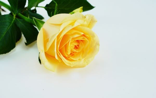 黄色玫瑰花摄影图图片