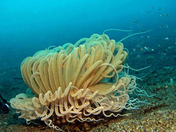 海底海葵图片