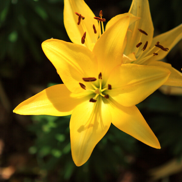 百合花圖片