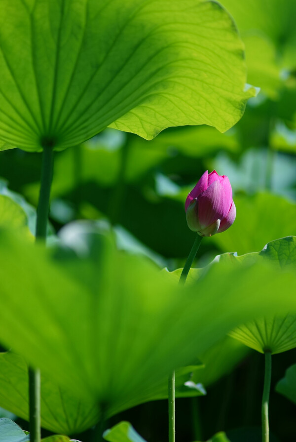 荷花圖片
