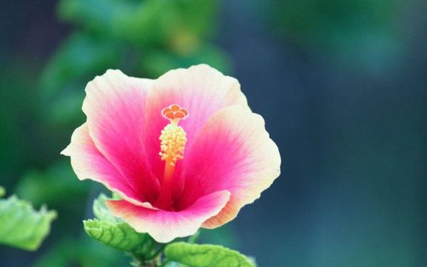 位圖寫實(shí)花卉植物花朵野花免費(fèi)素材