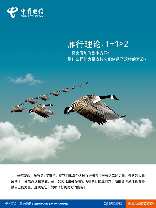 大雁齊飛圖片