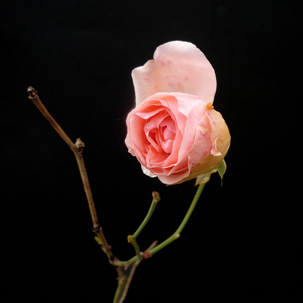 位圖植物攝影寫(xiě)實(shí)花卉花朵玫瑰免費(fèi)素材