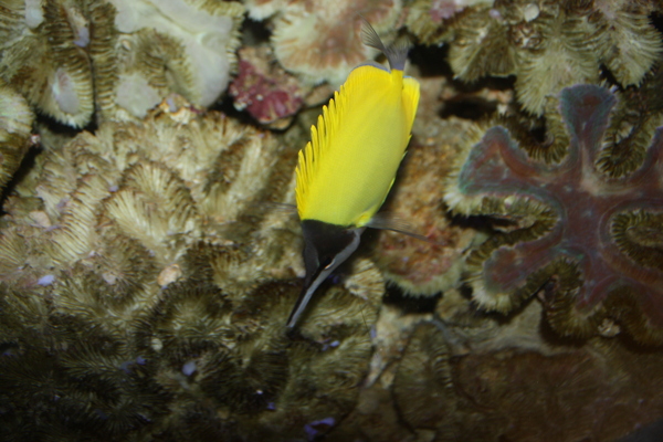 黃三角魚圖片