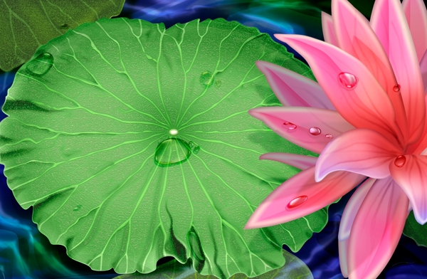 荷花水