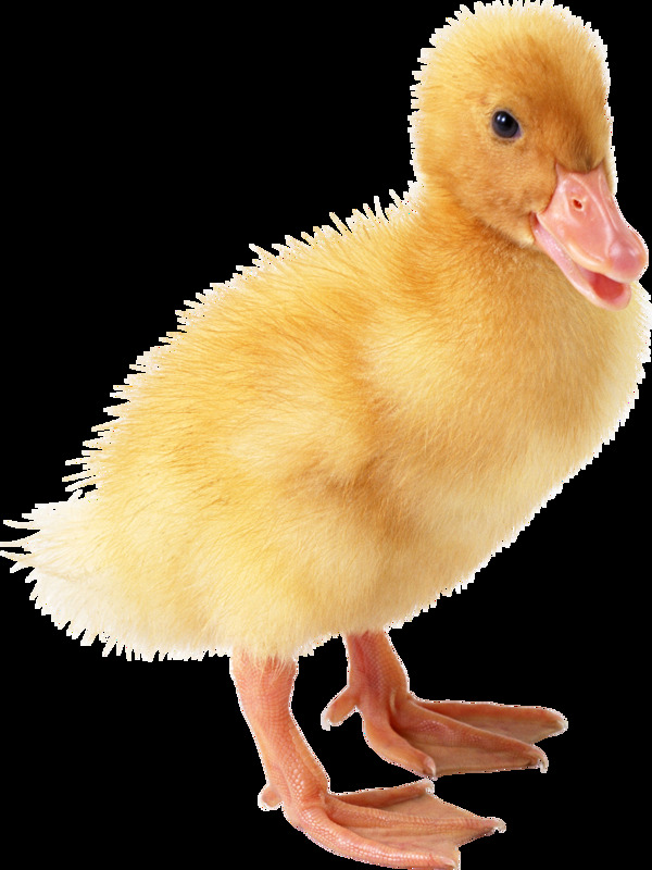 黄色刚出生的鸭子图片免抠png透明素材