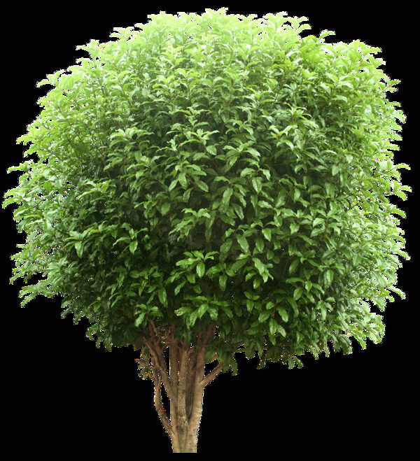 一棵茂盛生长的树木透明植物素材