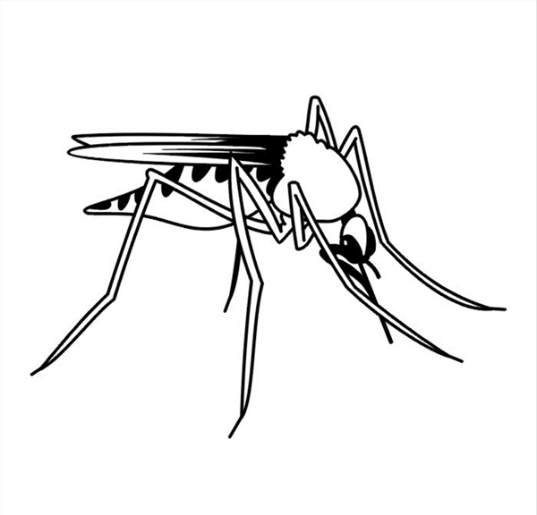 蚊子矢量图图片