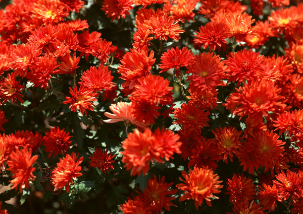 植物鮮花素材