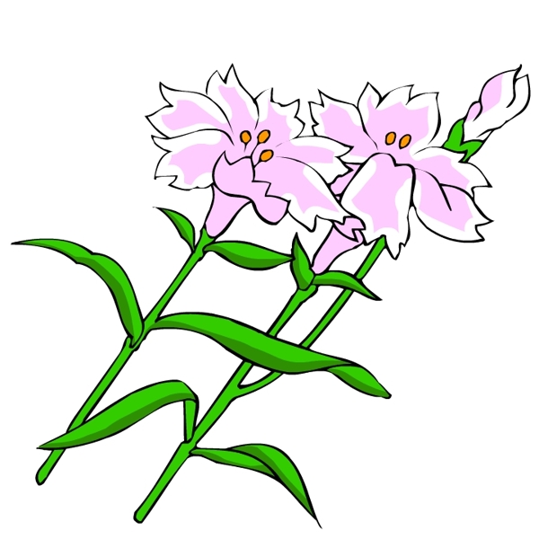 花卉古典插畫