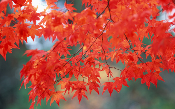 紅葉寬屏壁紙