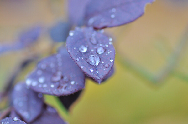 微观世界紫蓝色叶子
