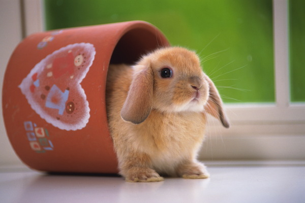 動物動物剪影動物圖片動物世界