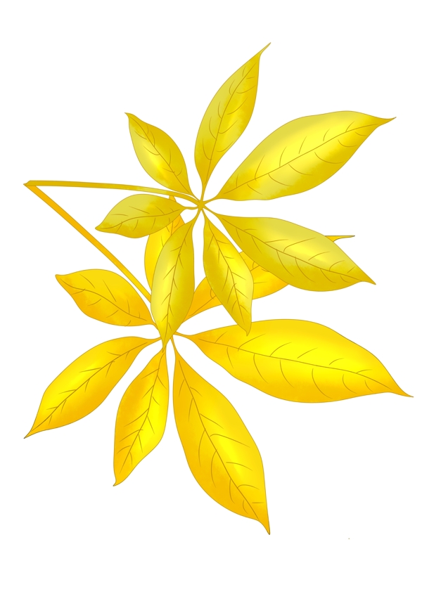 两片金黄色的叶子插画