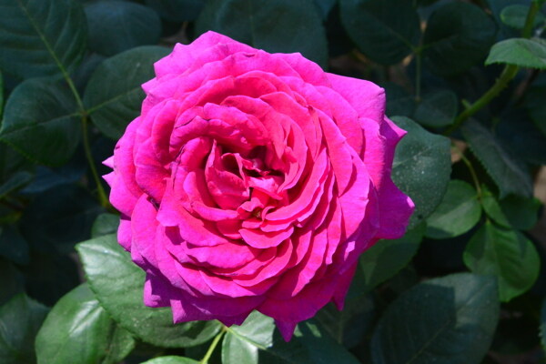 月季花