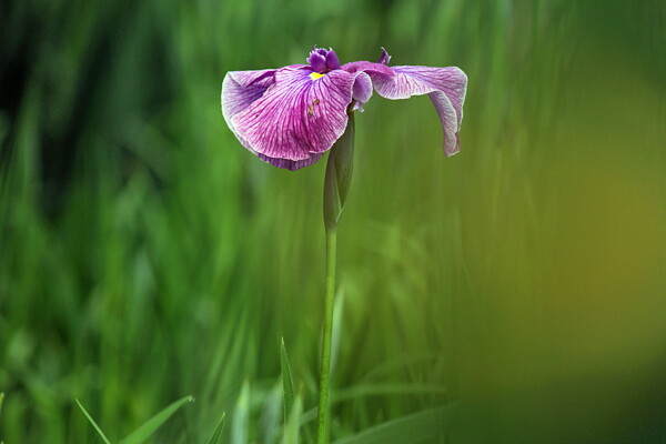 神秘菖蒲