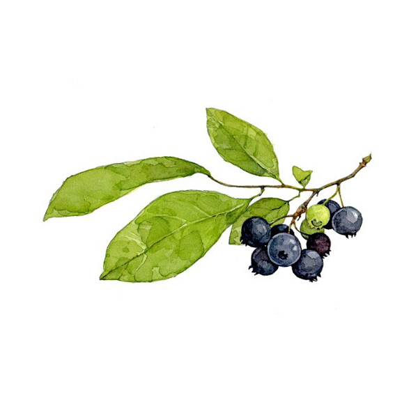 位圖插畫植物插畫藝術效果手繪免費素材