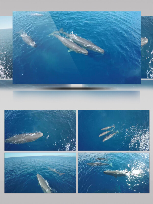 4K航拍大海深处鲸鱼特写