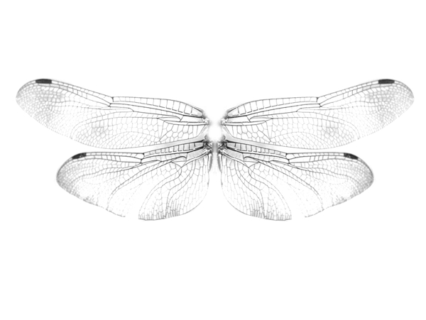 精灵翅膀蜻蜓图片