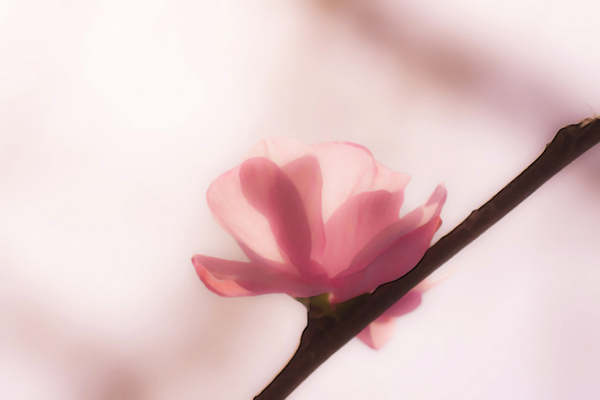 位圖插畫時(shí)尚插畫植物插畫藝術(shù)效果免費(fèi)素材