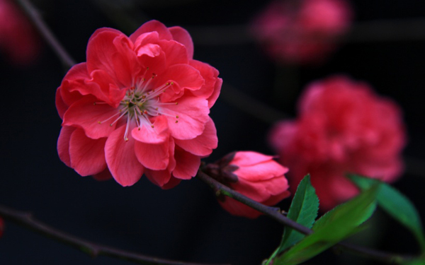 位圖植物花朵寫實(shí)花卉小桃花免費(fèi)素材