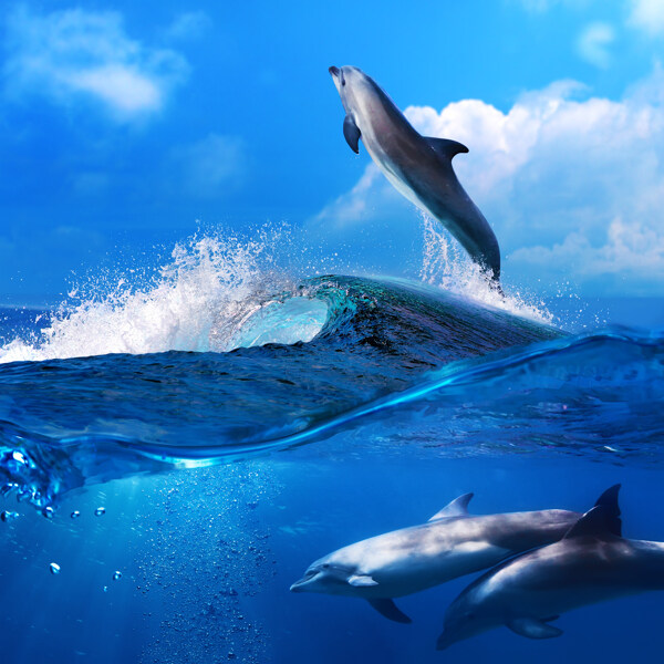 海浪与海豚图片