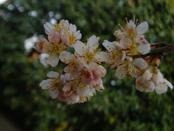 櫻桃花圖片