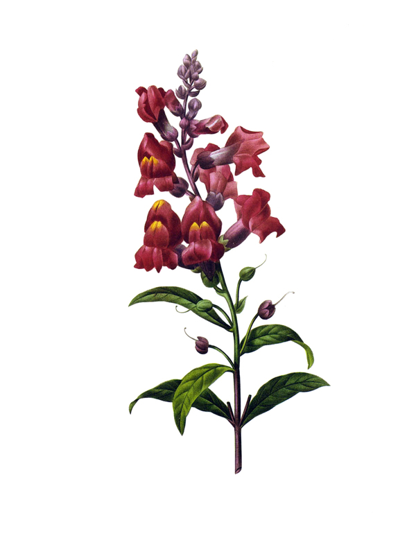 位圖植物寫意花卉花朵野花免費(fèi)素材