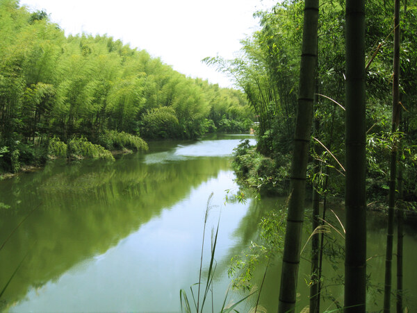 竹子圖片