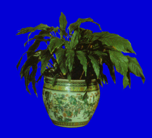 盆栽115植物素材