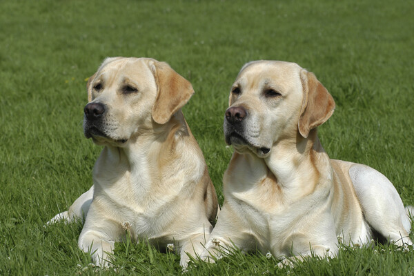 草地上的两只狗图片