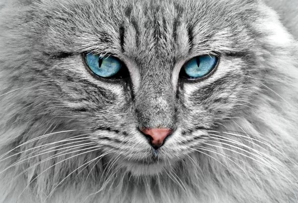 猫小猫眼睛背景动物宠