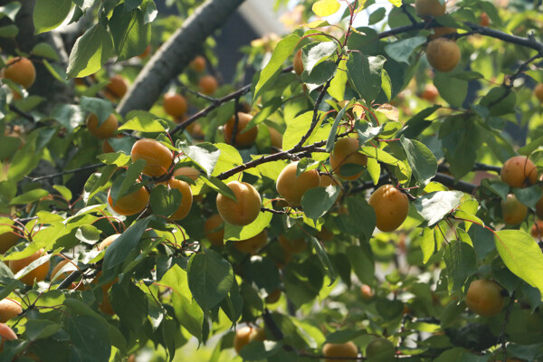 红杏杏树