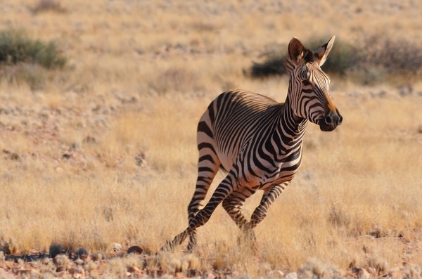 非洲奔跑的斑马