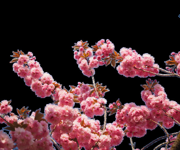 清新風(fēng)格鮮粉色花瓣櫻花裝飾元素