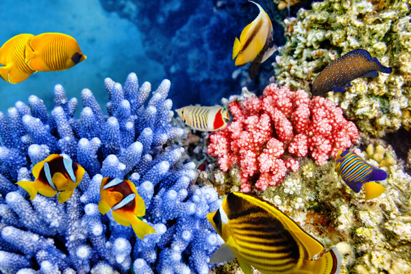 游动的鱼和珊瑚图片
