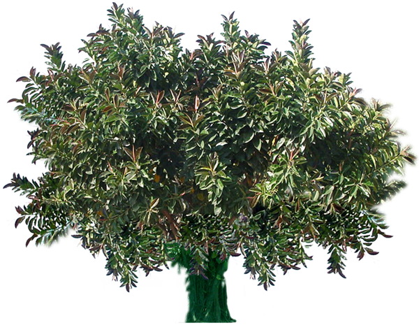 植物貼圖素材建筑裝飾JPG0292