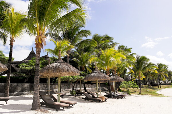 高清海边椰子树风景图片
