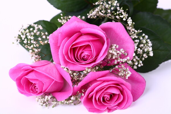 玫瑰花