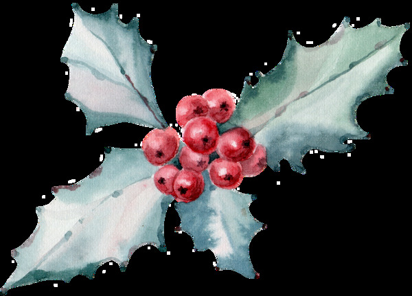 圣誕節(jié)植物透明素材