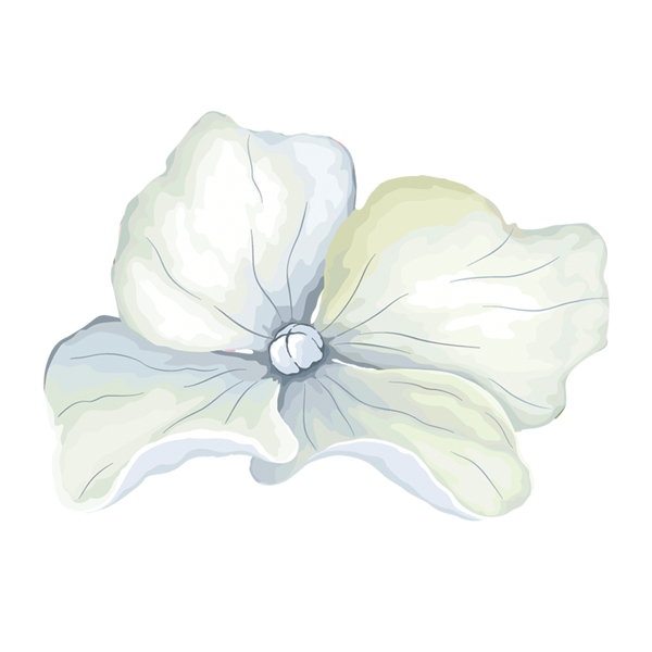 白色小花植物装饰PNG免抠图