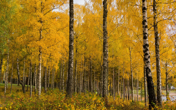 秋季金黄的白桦林