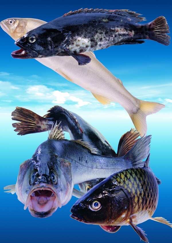 大魚