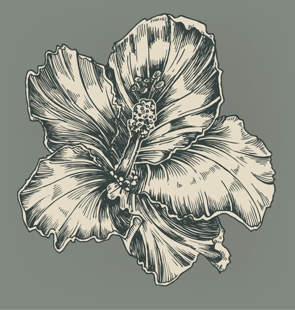 老式的芙蓉矢量插畫