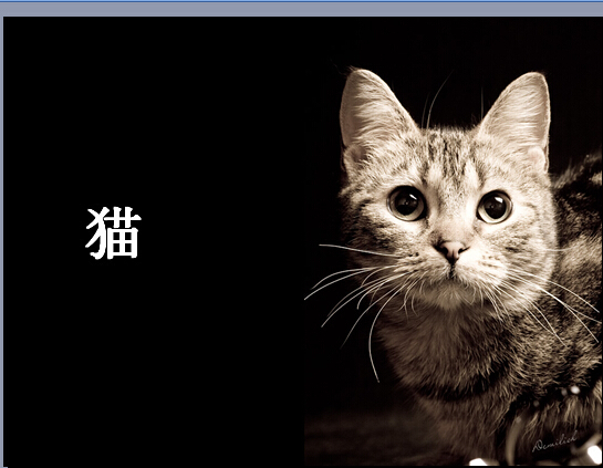 猫